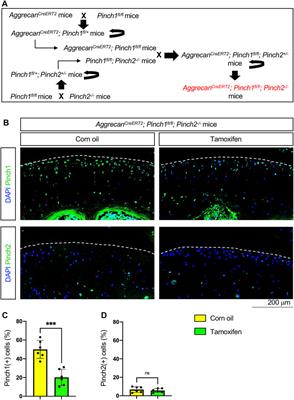 Brief research report: Effects of Pinch deficiency on cartilage homeostasis in adult mice